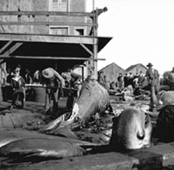 Cutting Whales on the Wharf in New Bedford late 1800's early 1900's - www.WhalingCity.net
